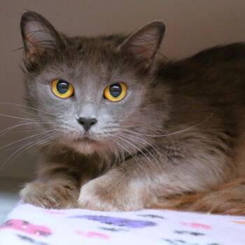 Domestic Medium Hair and Russian Blue Cats Available for Adoption - Gracie | PetCurious