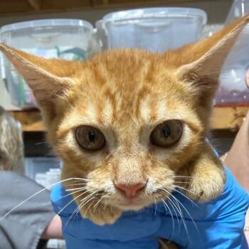 Reggie -  Domestic Short Hair Cat for Adoption in Milton, Florida - Reggie | PetCurious