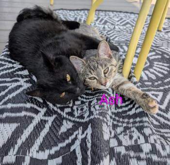Ash -  Domestic Short Hair Cat for Adoption in Cincinnati, Ohio - Ash | PetCurious