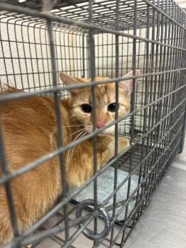 Domestic Short Hair Cats Available for Adoption - A795296 | PetCurious