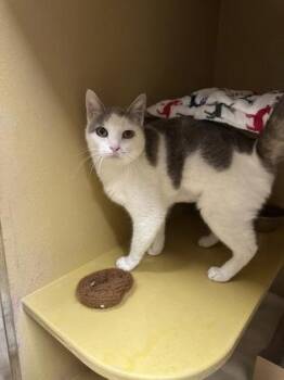 Domestic Short Hair Cats Available for Adoption in West Chester, Pennsylvania - Catsual | PetCurious