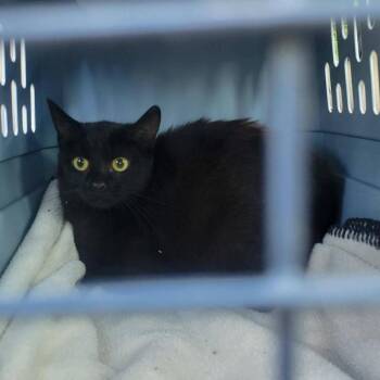 Domestic Short Hair Cats Available for Adoption in Rocky Mount, Virginia - Scarlet | PetCurious
