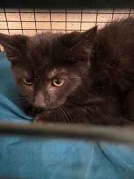 Rescue Domestic Short Hair Cats for Adoption in Knoxville, Tennessee - Balloon Boy | PetCurious