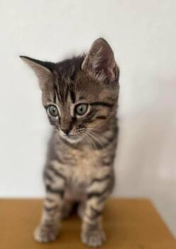 Dusty -  Domestic Short Hair Cat for Adoption in Sedalia, Colorado - Dusty | PetCurious