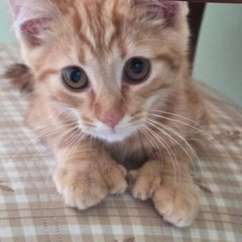 Dreams Come True -  Domestic Short Hair Cat for Adoption in Fredericksburg, Virginia - Dreams Come True | PetCurious