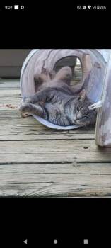 Boo -  Domestic Short Hair Cat for Adoption in Cromwell, Kentucky - Boo | PetCurious