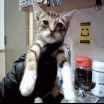 A1050040 Mimi -  Domestic Short Hair Cat for Adoption in Pleasant Hill, California - A1050040 Mimi | PetCurious
