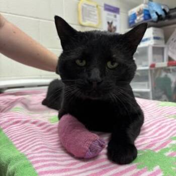 Shanks -  Domestic Short Hair Cat for Adoption in Murray, Utah - Shanks | PetCurious