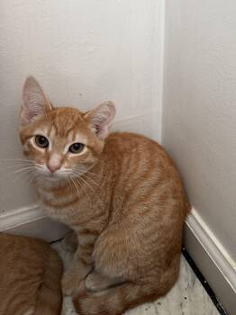 Squidward -  Domestic Long Hair Cat for Adoption in Kenhorst, Pennsylvania - Squidward | PetCurious