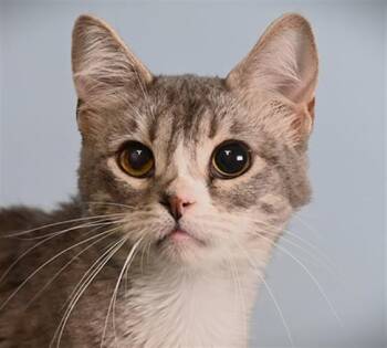 SUSHI -  Domestic Short Hair Cat for Adoption in Loveland, Colorado - SUSHI | PetCurious