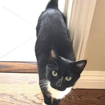 Patty -  Domestic Short Hair Cat for Adoption - Patty | PetCurious