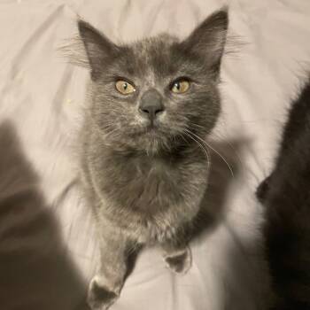 Rescue Domestic Long Hair Cats for Adoption in Washougal, Washington - Pearl | PetCurious