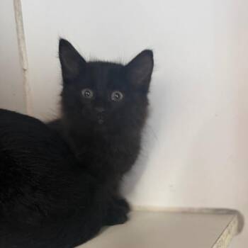 Thomas -  Domestic Long Hair Cat for Adoption in Starkville, Mississippi - Thomas | PetCurious