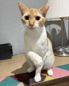 American Shorthair Cats Available for Adoption - MARGARITA | PetCurious