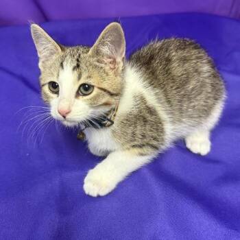 Spike -  Domestic Medium Hair Cat for Adoption in North Myrtle Beach, South Carolina - Spike | PetCurious