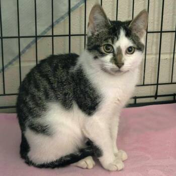 Zucchini -  Domestic Short Hair Cat for Adoption in Plover, Wisconsin - Zucchini | PetCurious