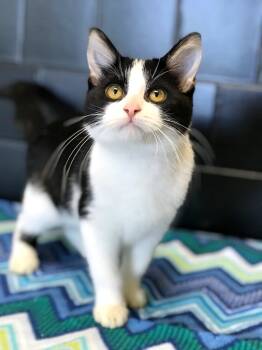 Rescue Domestic Long Hair Cats for Adoption in Effingham, Illinois - Lexie | PetCurious