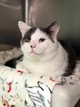 Fishstick -  Domestic Short Hair Cat for Adoption in Fruit Heights, Utah - Fishstick | PetCurious