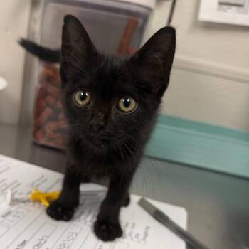 Lord Tootsie The 3rd -  Domestic Short Hair Cat for Adoption in Columbiana, Alabama - Lord Tootsie The 3rd | PetCurious