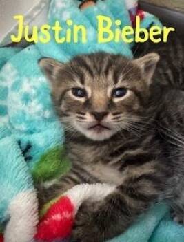 Justin Bieber -  Domestic Short Hair and Tabby Cat for Adoption in Ruskin, Florida - Justin Bieber | PetCurious