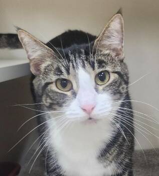 Domestic Short Hair Cats Available for Adoption in Little Rock, Arkansas - Soxy Roxy | PetCurious