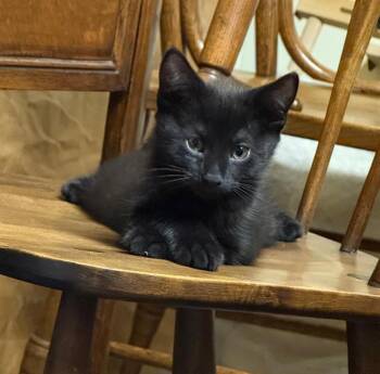 Manny -  Domestic Short Hair Cat for Adoption in Breinigsville, Pennsylvania - Manny | PetCurious