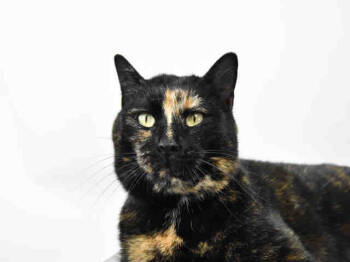 Rescue Domestic Short Hair Cats for Adoption in Loveland, Colorado - TUTTI FRUITY | PetCurious