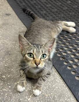 CONNIE -  Domestic Short Hair Cat for Adoption in San Antonio, Texas - CONNIE | PetCurious