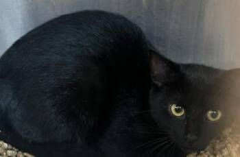 Sarai -  Domestic Short Hair Cat for Adoption in Chamblee, Georgia - Sarai | PetCurious