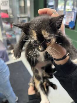 Rescue Domestic Short Hair Cats for Adoption in Chester, South Carolina - STAR | PetCurious