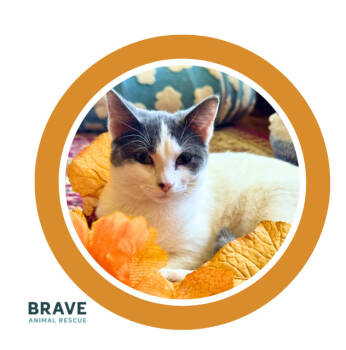 Rescue Domestic Short Hair Cats for Adoption in Lincoln, Nebraska - Daisy | PetCurious