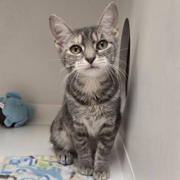 Domestic Short Hair Cats Available for Adoption in Champaign, Illinois - Leela | PetCurious