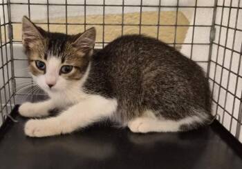CARL DEAN -  Domestic Short Hair Cat for Adoption in Fort Myers, Florida - CARL DEAN | PetCurious