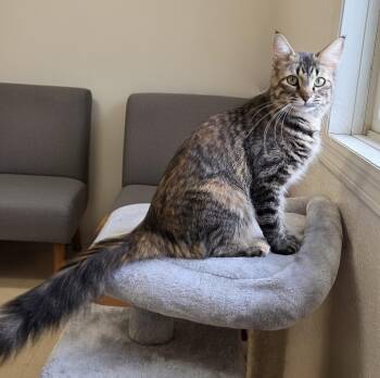 Farrah -  Domestic Medium Hair Cat for Adoption in Red Wing, Minnesota - Farrah | PetCurious