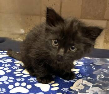 Rescue Domestic Long Hair Cats for Adoption in Coldspring, Texas - Rufus | PetCurious