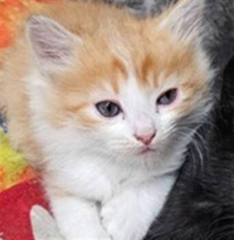 Domestic Short Hair Cats Available for Adoption in Stockton, California - A375502 | PetCurious