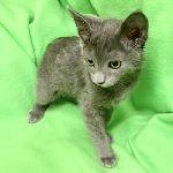 Poplar -  Domestic Short Hair Cat for Adoption in Green Valley, Arizona - Poplar | PetCurious