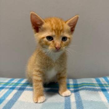 Chives -  Domestic Short Hair Cat for Adoption in Cabot, Arkansas - Chives | PetCurious