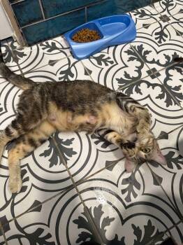 Rescue Domestic Short Hair Cats for Adoption in Austin, Texas - Honey Maven (aka Miss Honey) | PetCurious