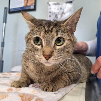Farofa -  Domestic Short Hair Cat for Adoption in Cumming, Georgia - Farofa | PetCurious