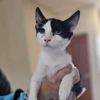 Rescue Domestic Short Hair Cats for Adoption in Midland, Texas - Pixel | PetCurious