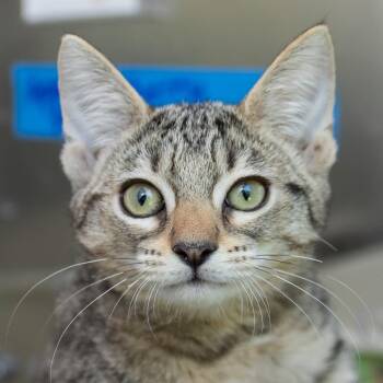 Cherry -  Domestic Short Hair Cat for Adoption in Middletown, Rhode Island - Cherry | PetCurious