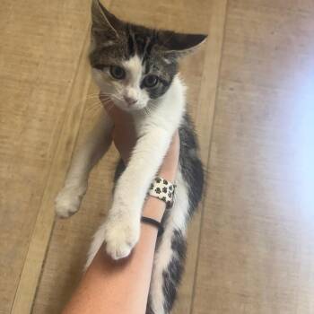 Snow White -  Domestic Short Hair Cat for Adoption in New York, New York - Snow White | PetCurious