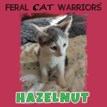 Hazelnut -  Domestic Short Hair Cat for Adoption in Kingman, Arizona - Hazelnut | PetCurious