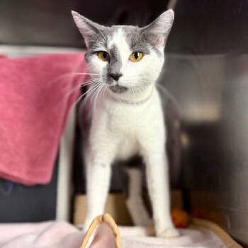 Rescue Domestic Short Hair Cats for Adoption in New York, New York - BeeBee | PetCurious