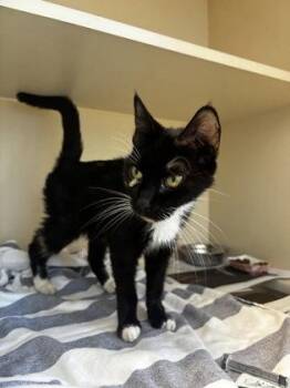 Doonie -  Domestic Medium Hair and Domestic Short Hair Cat for Adoption in Chamblee, Georgia - Doonie | PetCurious