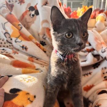 Aura -  Domestic Short Hair Cat for Adoption in Phoenix, Arizona - Aura | PetCurious