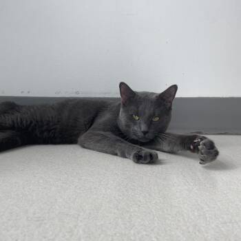 Domestic Short Hair Cats Available for Adoption in Warwick, Rhode Island - Ash | PetCurious