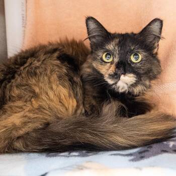 Katia -  Domestic Long Hair Cat for Adoption in Seattle, Washington - Katia | PetCurious