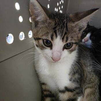 Roosevelt -  Domestic Short Hair Cat for Adoption in Watertown, New York - Roosevelt | PetCurious